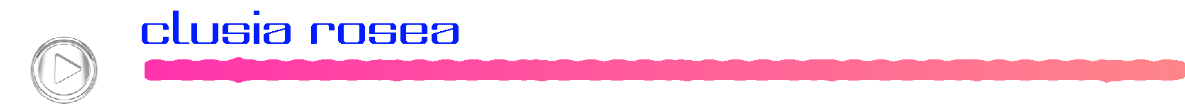 clusiarosea