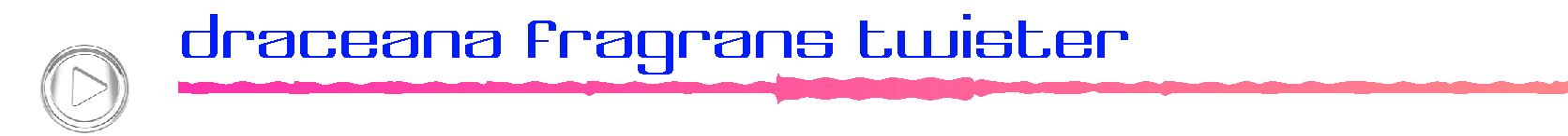 draceanafragnanstwister