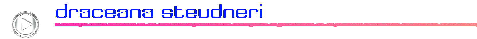 draceanasteudneri